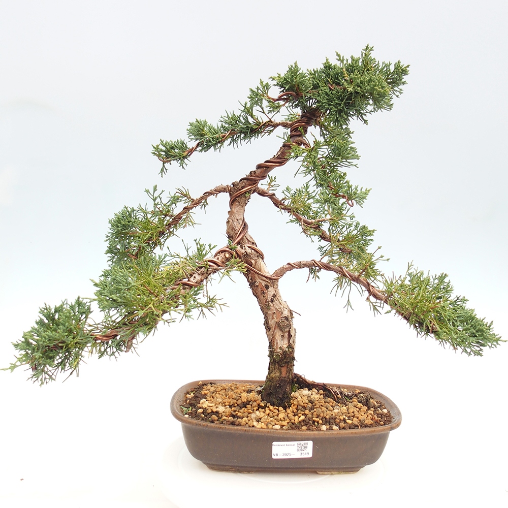 Venkovní bonsai - Juniperus chinensis Kishu -Jalovec čínský