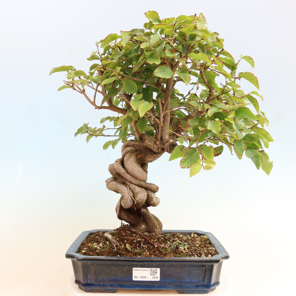 Venkovní bonsai -Carpinus CARPINOIDES - Habr korejský