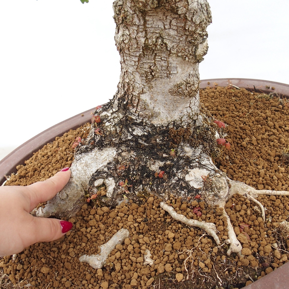 Venkovní bonsai -Javor babyka - Acer campestre