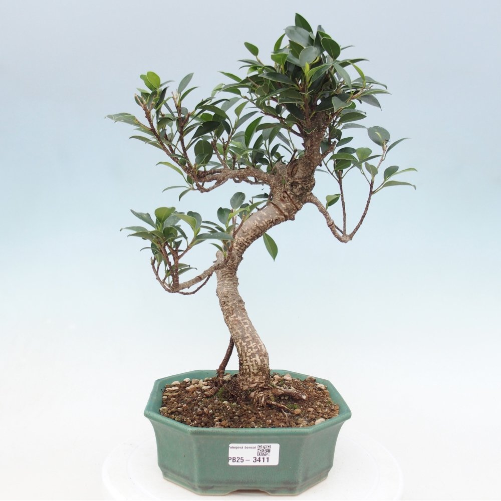 Pokojová bonsai - Ficus retusa -  malolistý fíkus