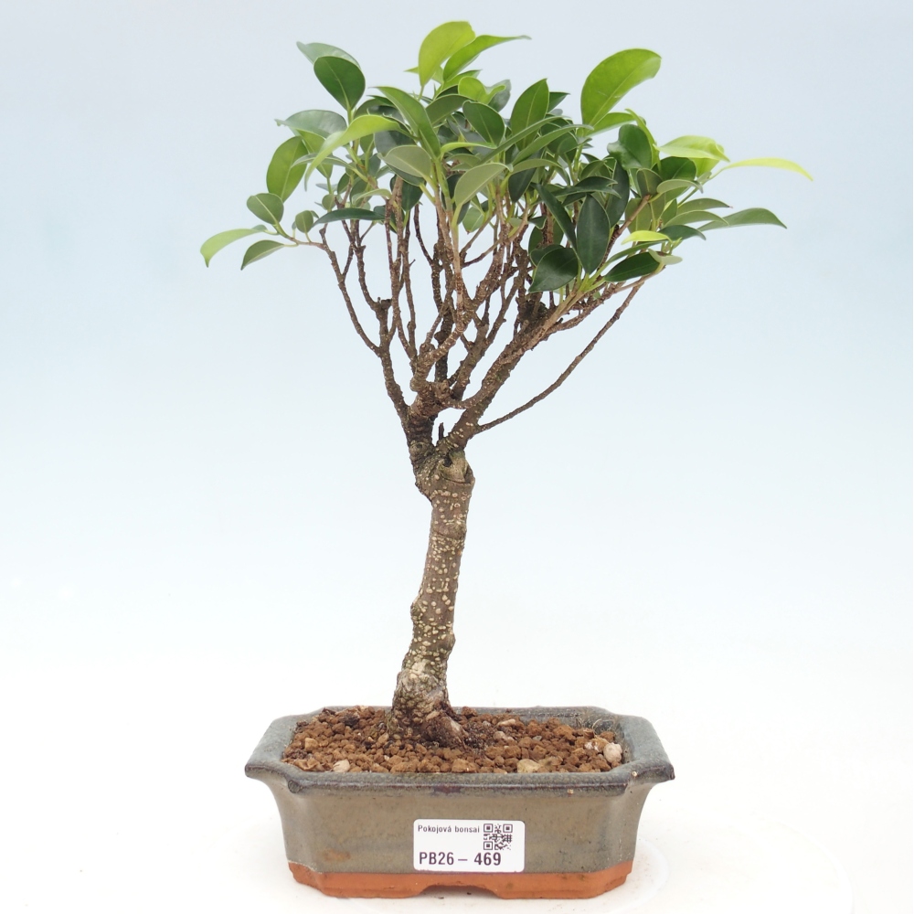 Pokojová bonsai - Ficus retusa -  malolistý fíkus