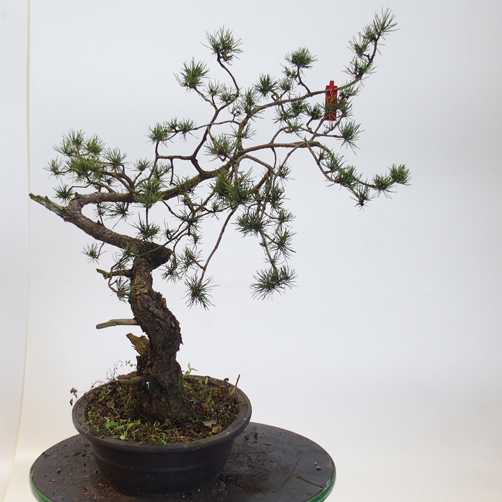 Yamadori - Pinus sylvestris - Borovice lesní - Španělsko