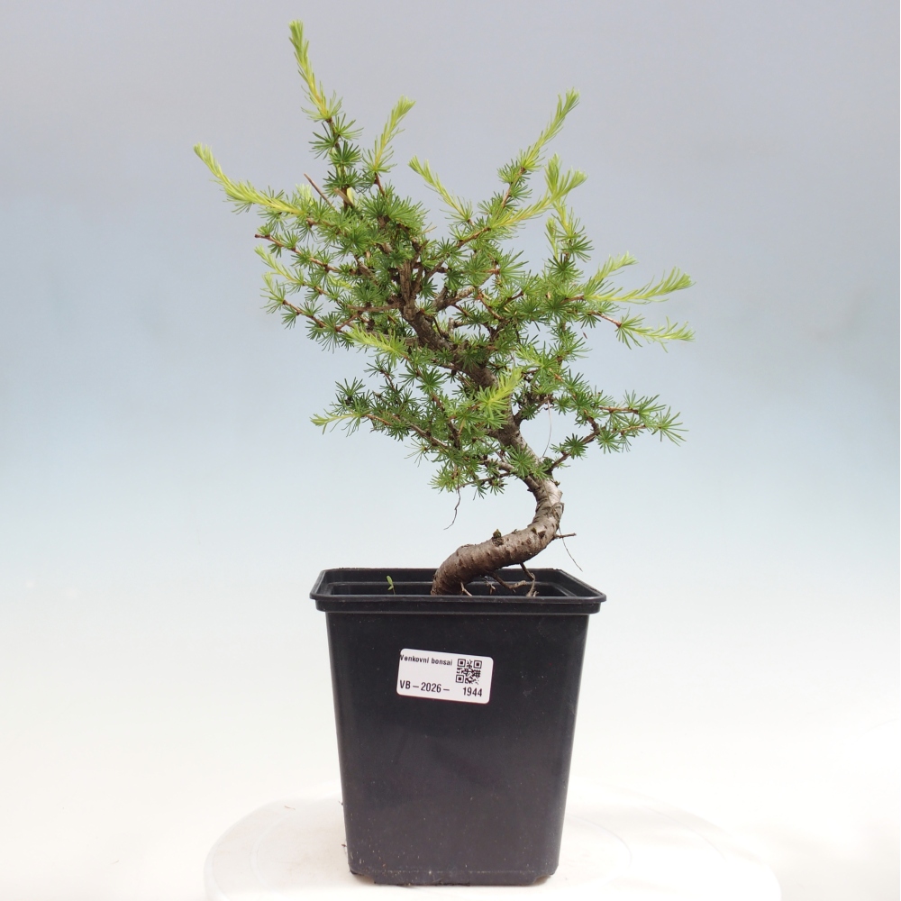 Venkovní bonsai -Larix decidua - Modřín opadavý 