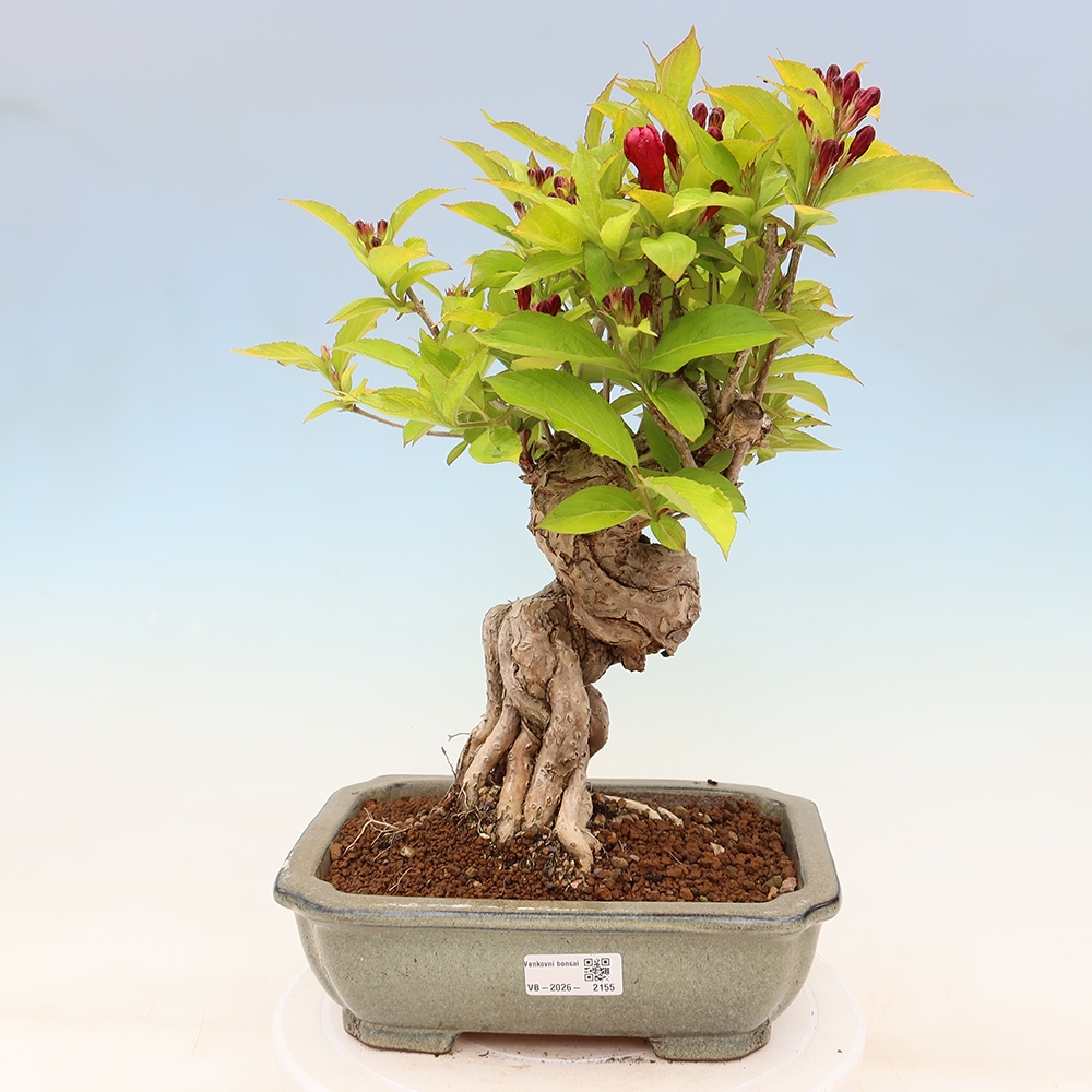 Venkovní bonsai - Weigela subsessilis - Vajgélie korejská