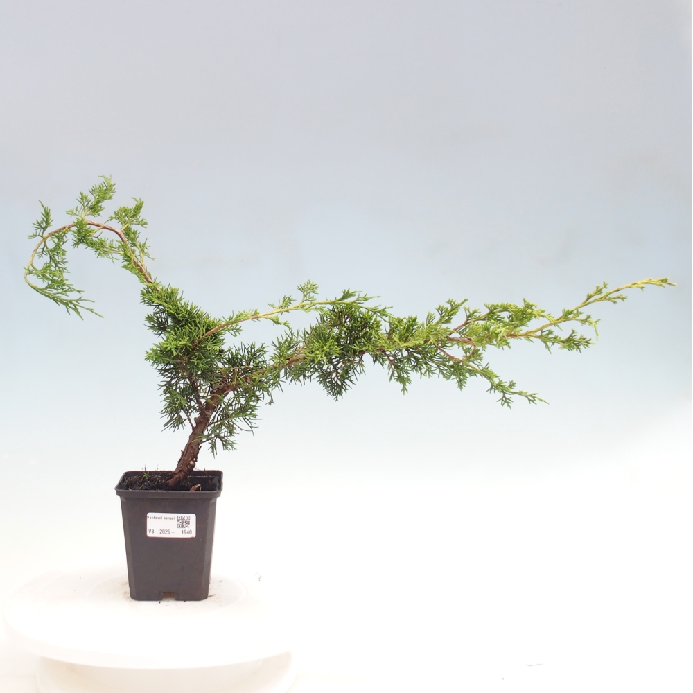 Venkovní bonsai - Juniperus chinensis Itoigawa -Jalovec čínský