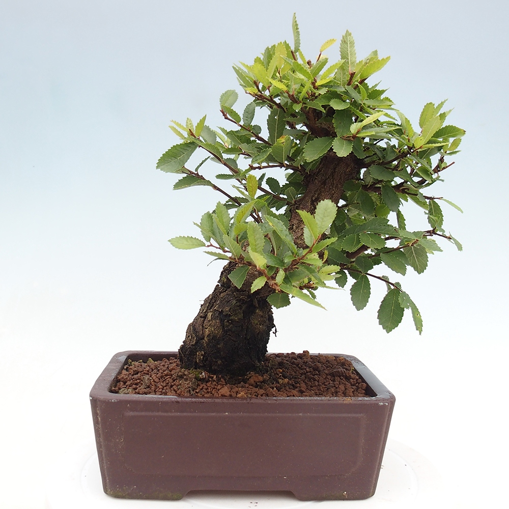 Venkovní bonsai - Zelkova - Zelkova serrata
