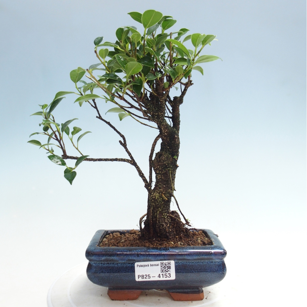 Pokojová bonsai - Ficus retusa -  malolistý fíkus