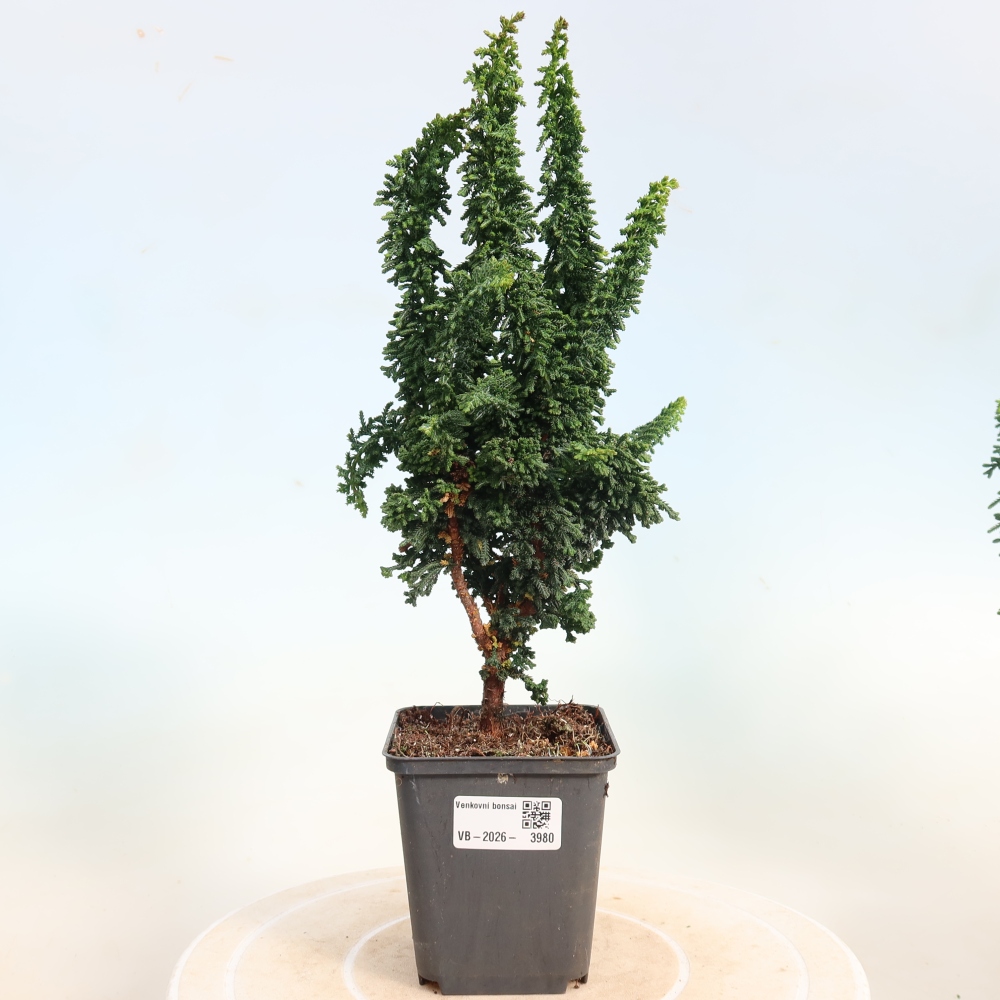 Venkovní bonsai - Cham. obtusa SEKKA HINOKI - Cypřišek