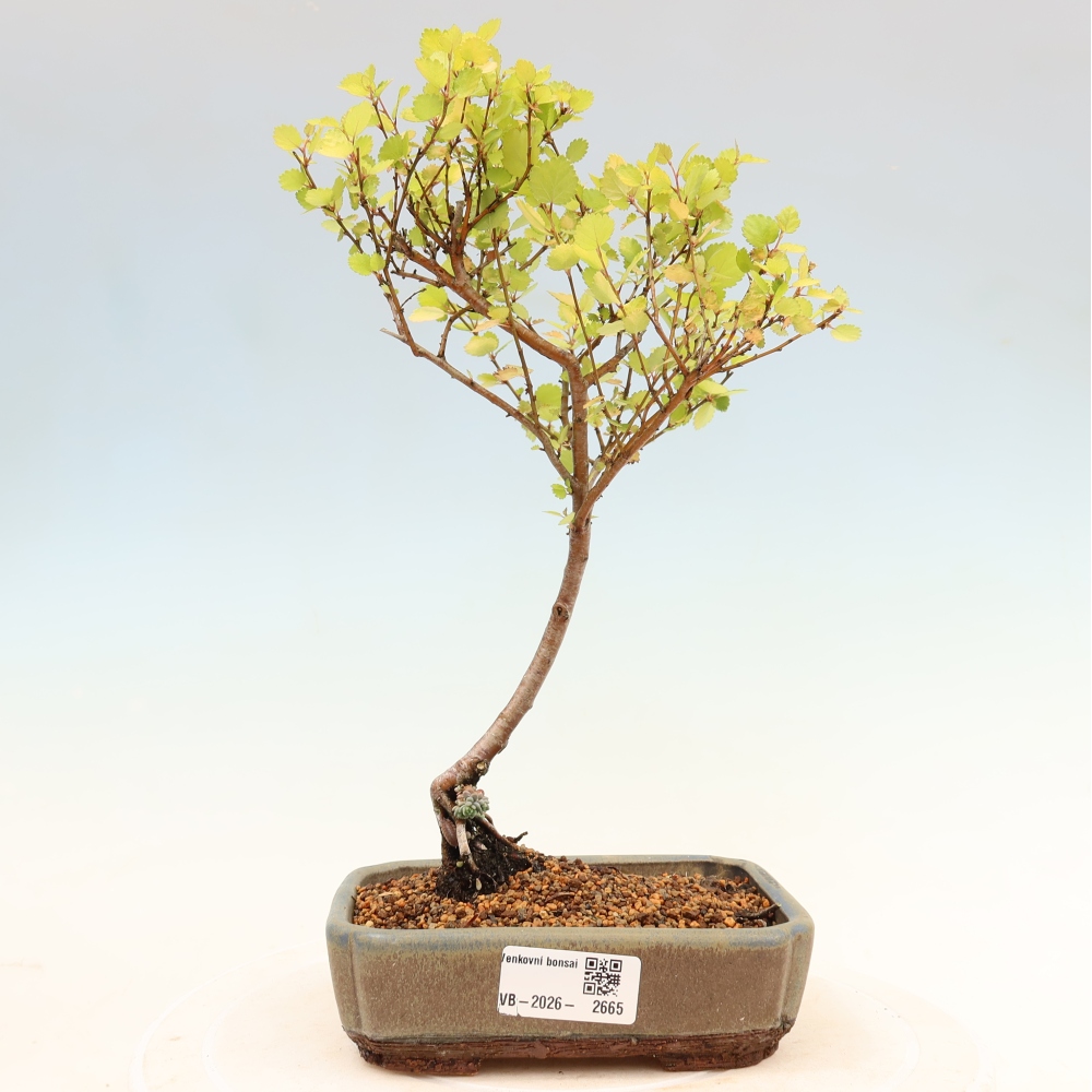 Venkovní bonsai - bříza trpasličí - Betula NANA Golden Treasure