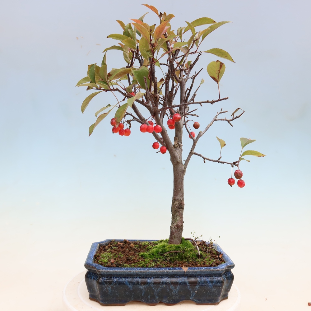 Venkovní bonsai -Malus domestica - Maloplodá jabloň červenolistá