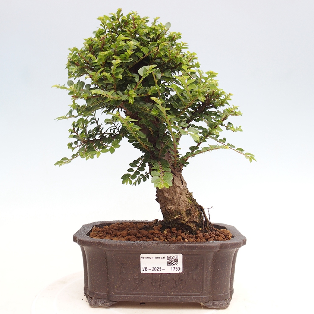 Venkovní bonsai - Ulmus parvifolia Hokkaido - jilm Činski