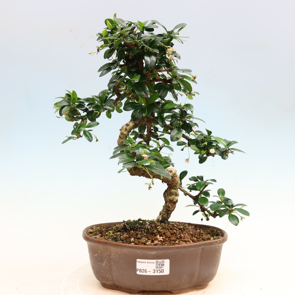 Pokojová bonsai - Carmona macrophylla - Čaj fuki