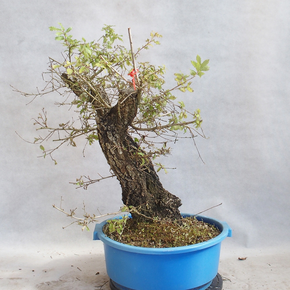 Venkovní bonsai Quercus Cerris - Dub Cer