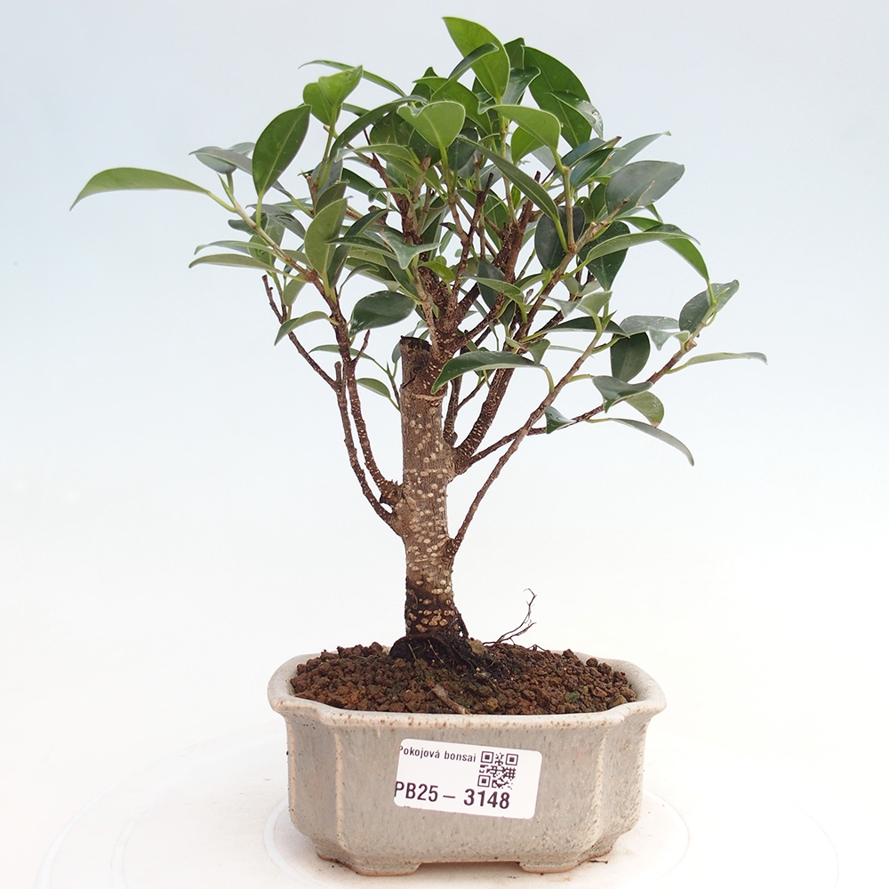 Pokojová bonsai Ficus retusa kimmen
