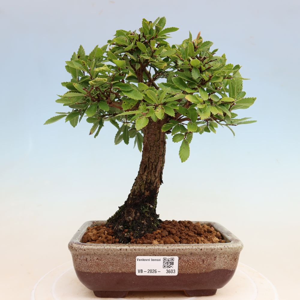 Venkovní bonsai - Zelkova - Zelkova NIRE