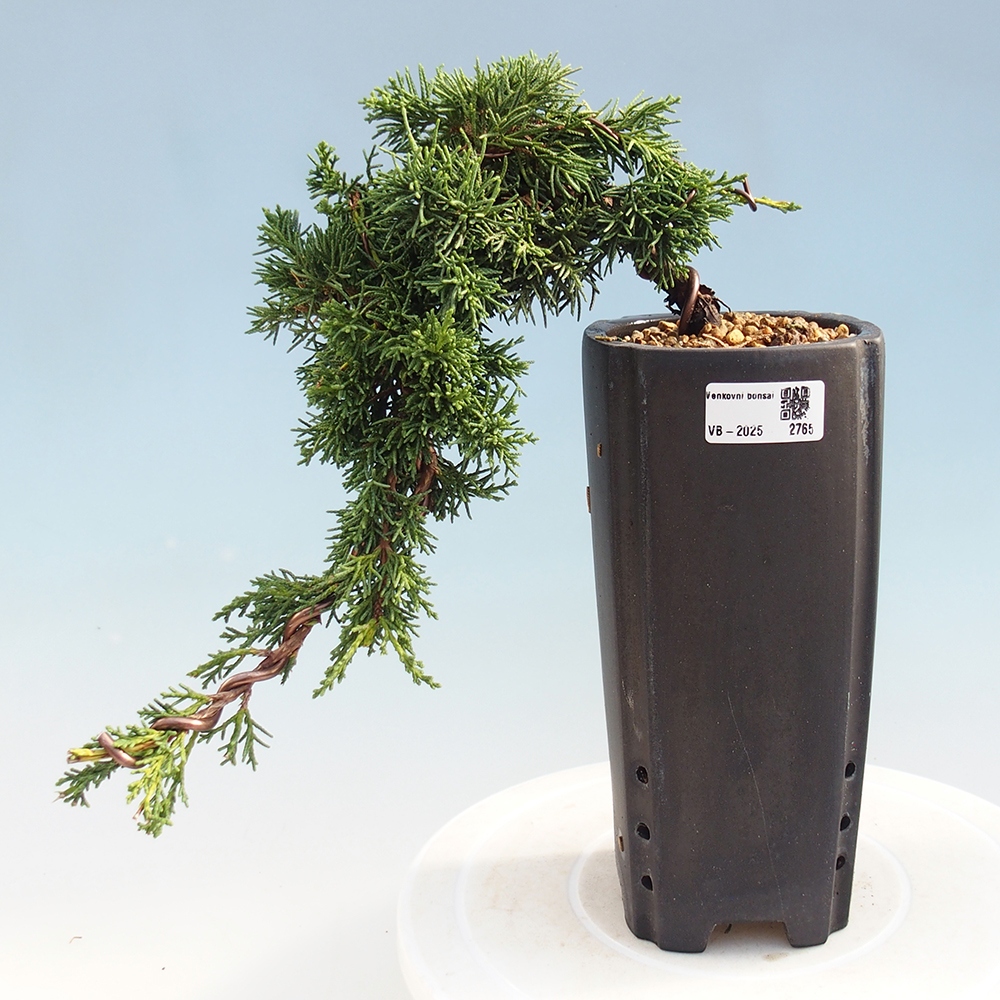 Venkovní bonsai - Juniperus chinensis Kishu -Jalovec čínský