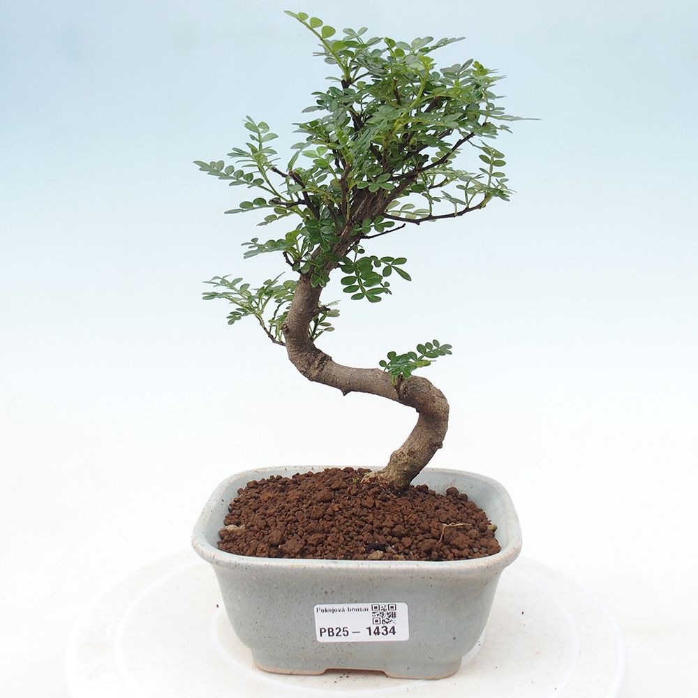 Pokojová bonsai - Zantoxylum piperitum - pepřovník