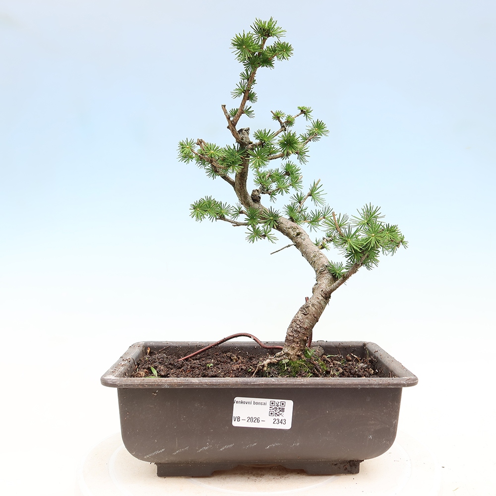 Venkovní bonsai -Larix decidua - Modřín opadavý 