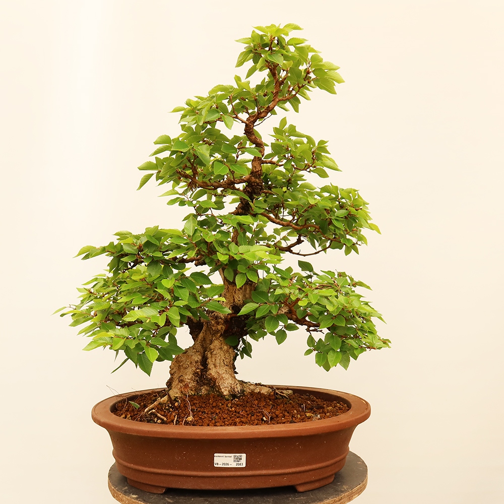Venkovní bonsai -Carpinus Coreana - Habr korejský