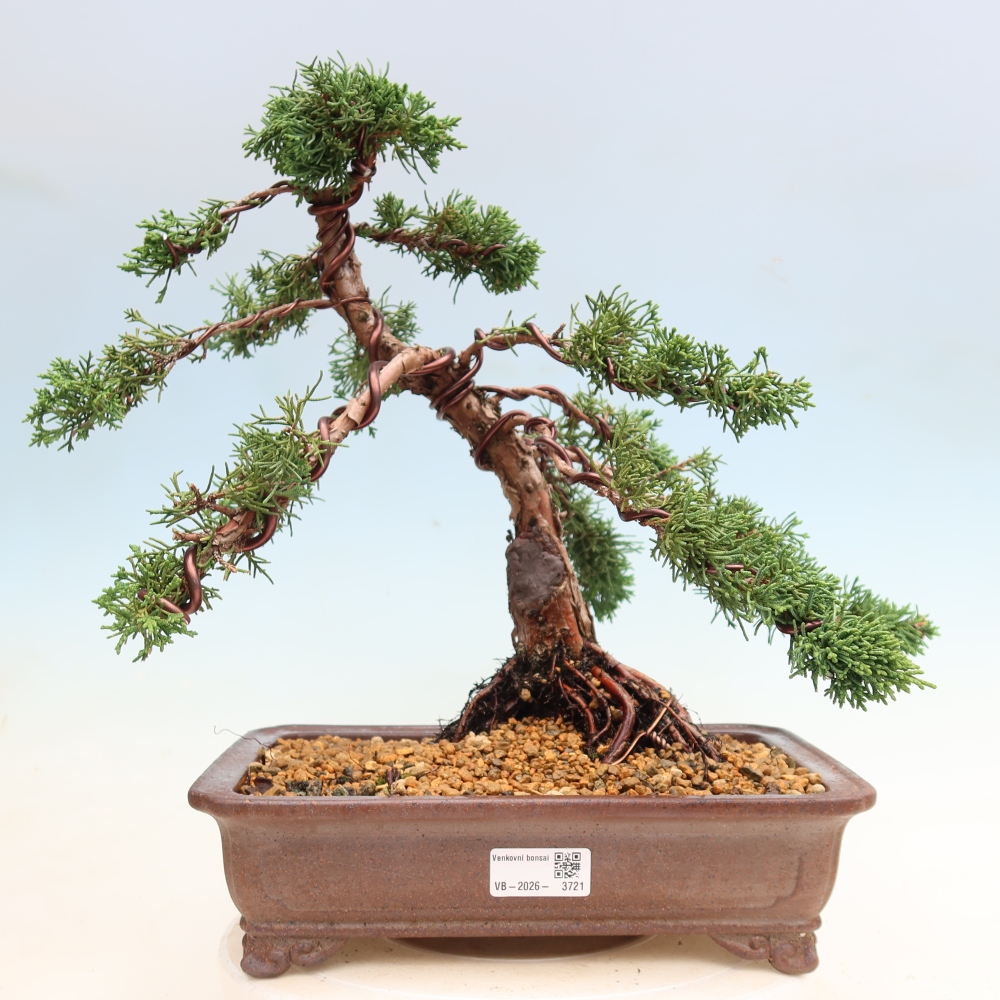 Venkovní bonsai - Juniperus chinensis Kishu -Jalovec čínský