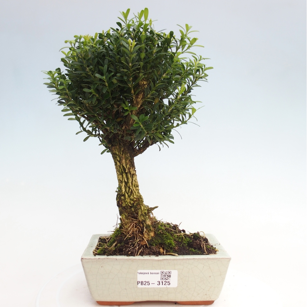 Pokojová bonsai - Buxus harlandii -korkový buxus