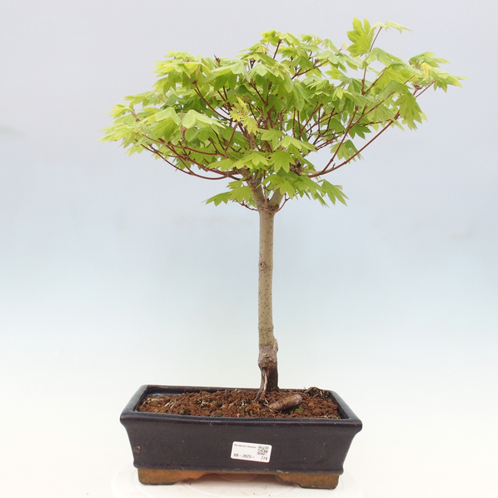 Venkovní bonsai - Javor palmatum katsura GISAN - Javor dlanitolistý