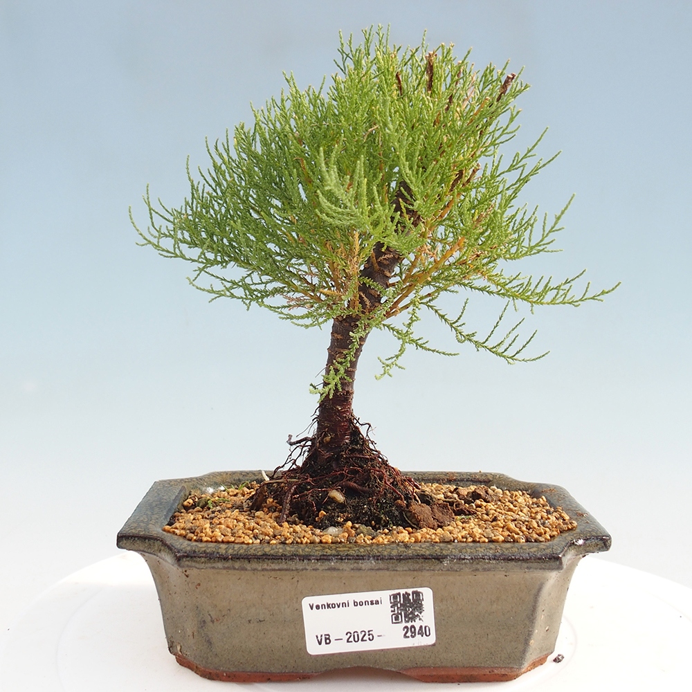 Venkovní bonsai - Tamaryšek - Tamarix