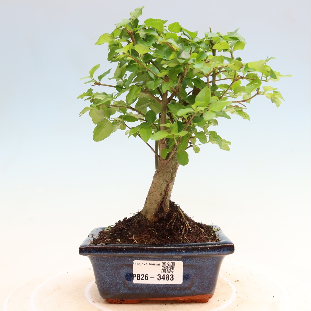 Pokojová bonsai -Ligustrum chinensis - Ptačí zob