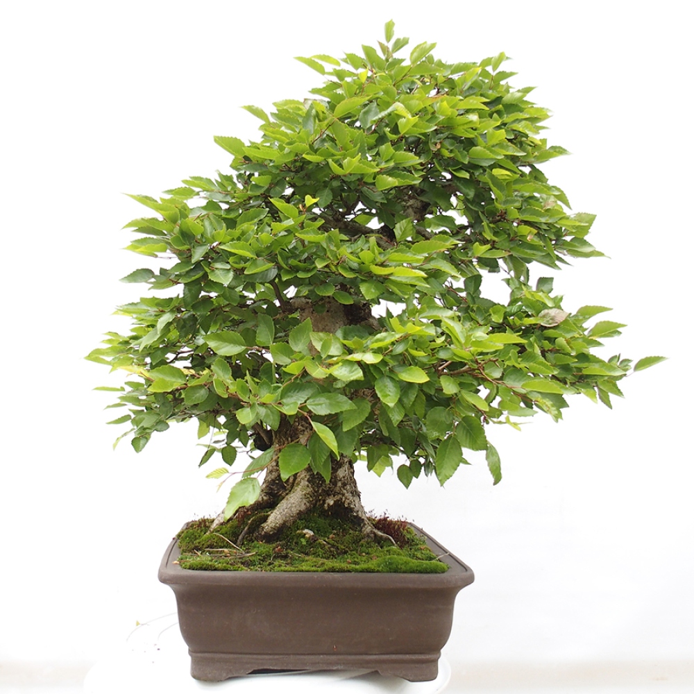 Venkovní bonsai -Carpinus CARPINOIDES - Habr korejský