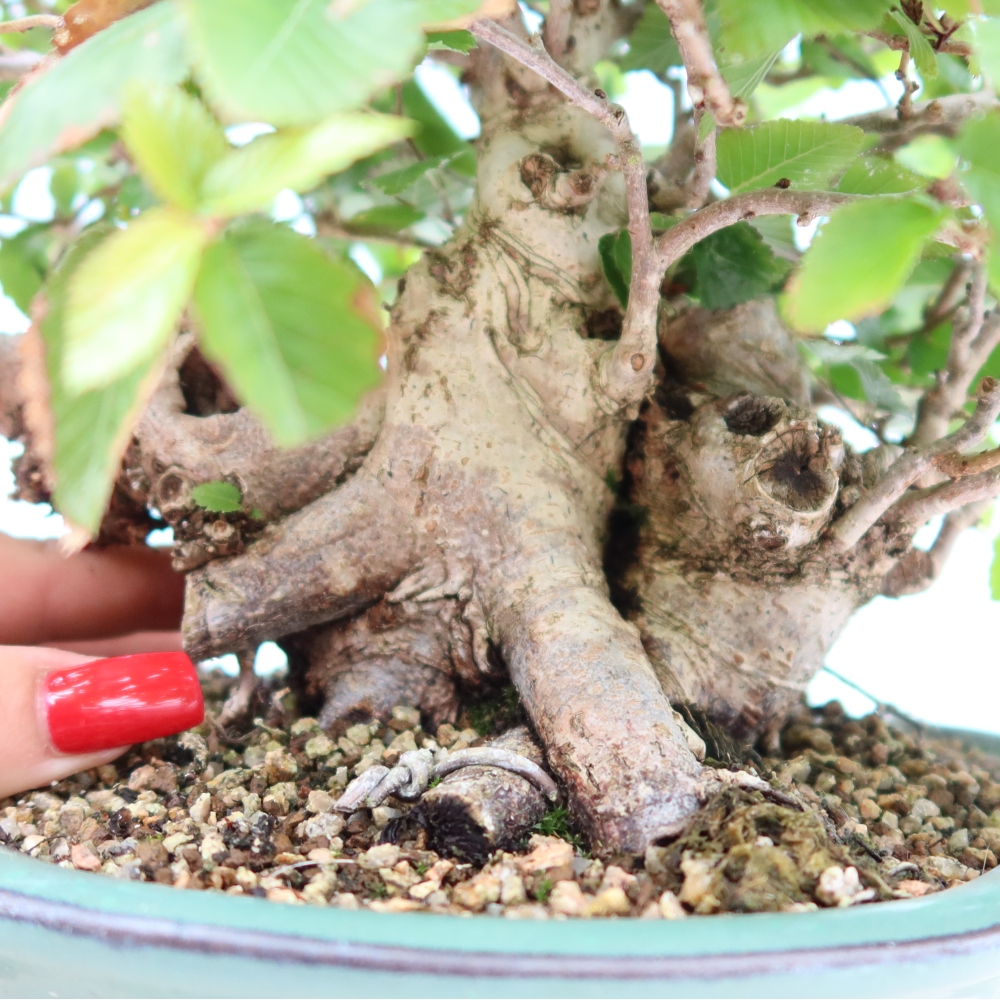 Venkovní bonsai -Carpinus Coreana - Habr korejský
