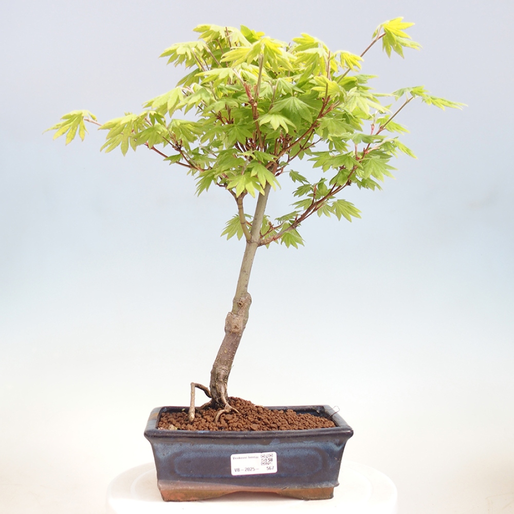 Venkovní bonsai - Javor palmatum katsura GISAN - Javor dlanitolistý