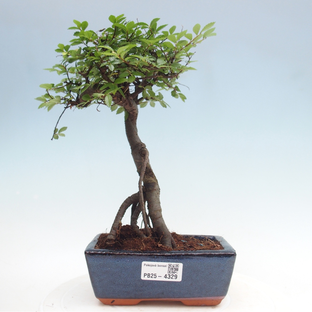 Pokojová bonsai - Ulmus parvifolia - Malolistý jilm