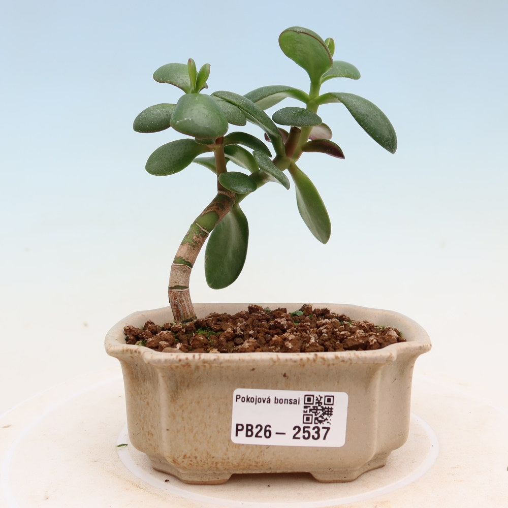 Pokojová bonsai - Portulakaria Afra - Tlustice