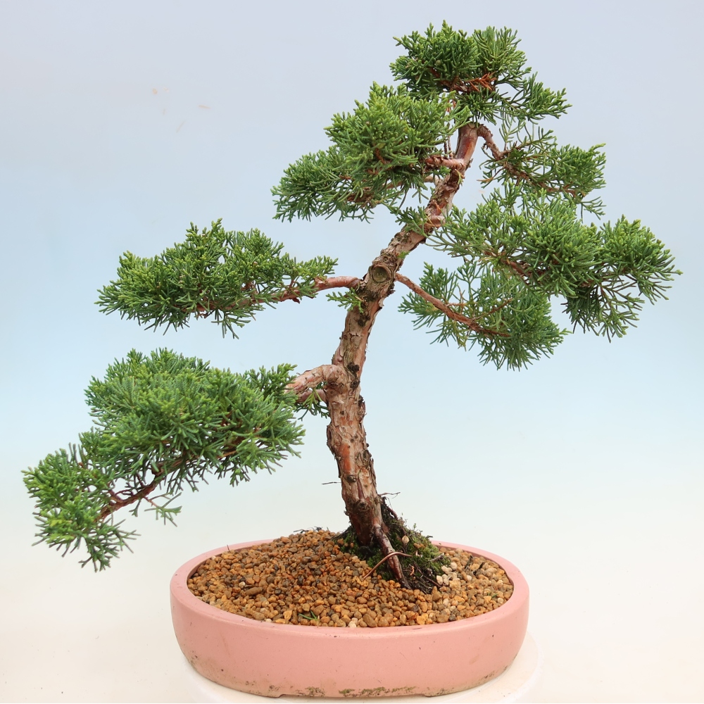 Venkovní bonsai - Juniperus chinensis Kishu -Jalovec čínský