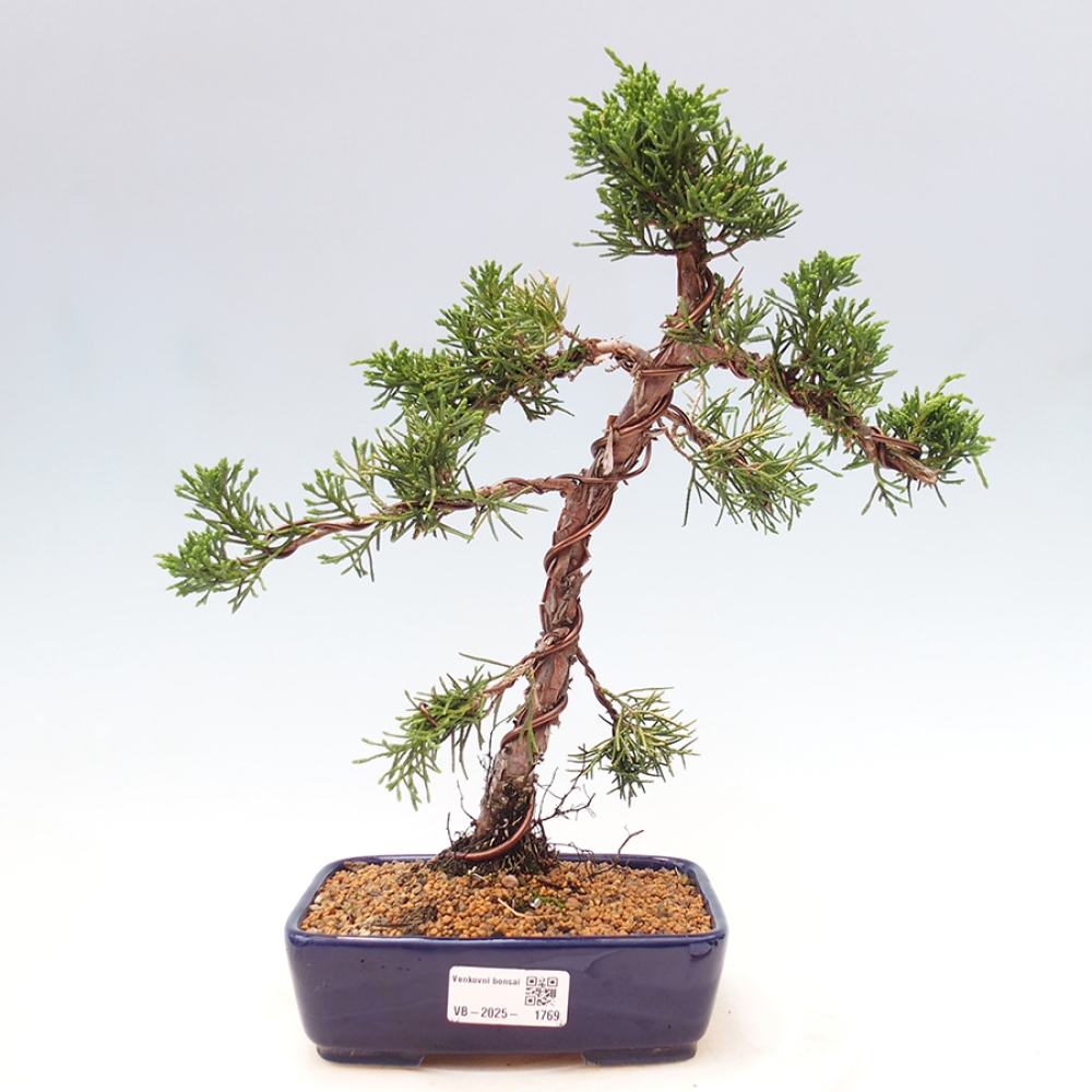 Venkovní bonsai - Juniperus chinensis Kishu -Jalovec čínský