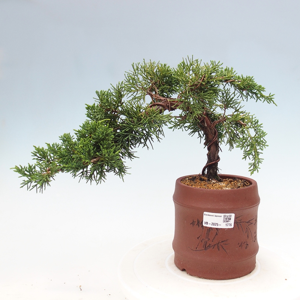 Venkovní bonsai - Juniperus chinensis Kishu -Jalovec čínský