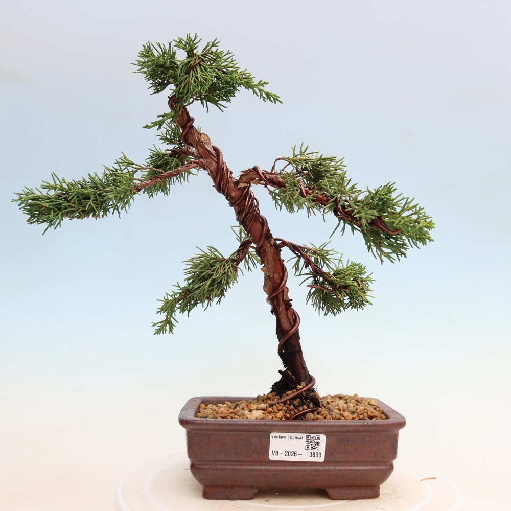 Venkovní bonsai - Juniperus chinensis Kishu -Jalovec čínský