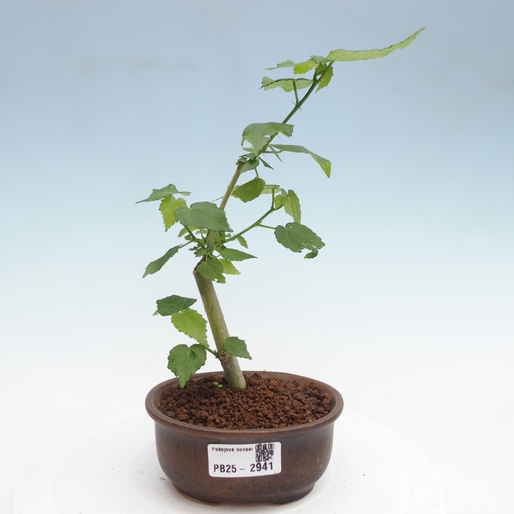 Pokojová bonsai - Malvaviscus arboreus - ibiškovec dřevnatý