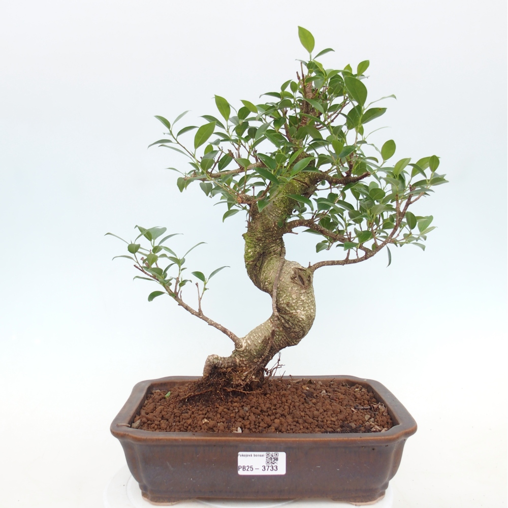Pokojová bonsai - Ficus kimmen -  malolistý fíkus