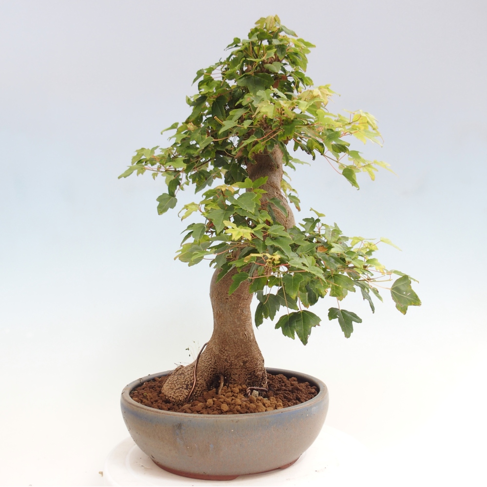 Venkovní bonsai - Acer Buergerianum - Javor Burgerův