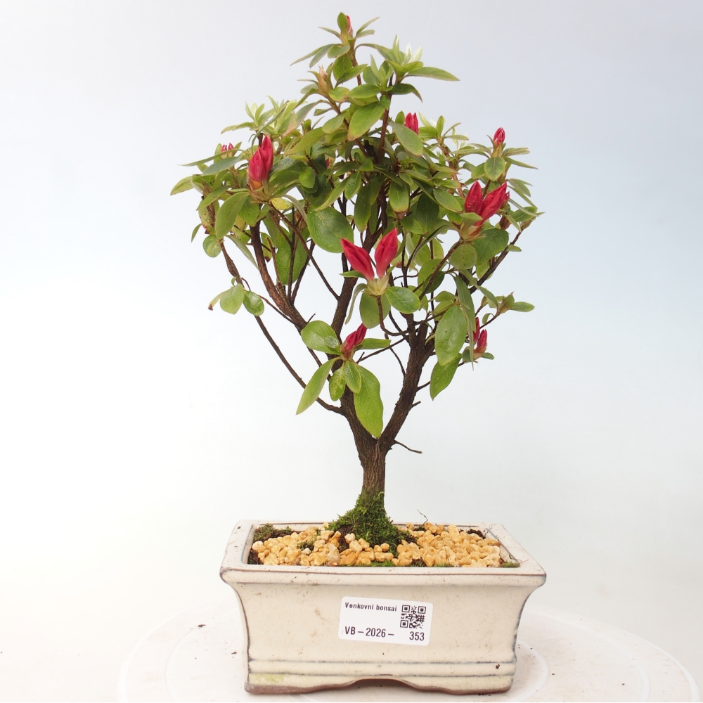 Venkovní bonsai - Japonská azalka - Azalea sp.