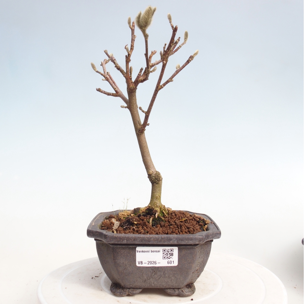 Venkovní bonsai - Magnolia stellata  -  Šácholán hvězdokvětý