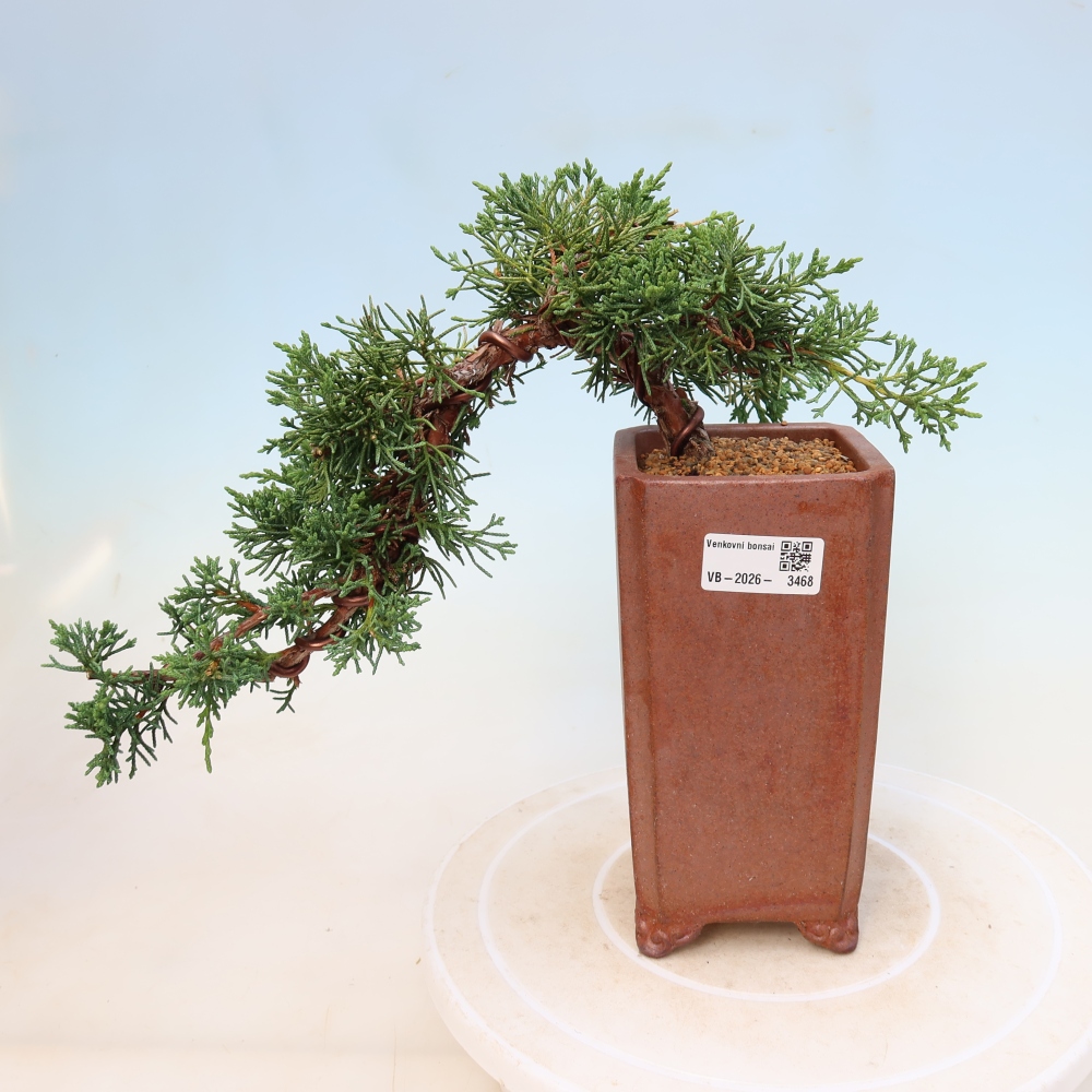 Venkovní bonsai - Juniperus chinensis Kishu -Jalovec čínský