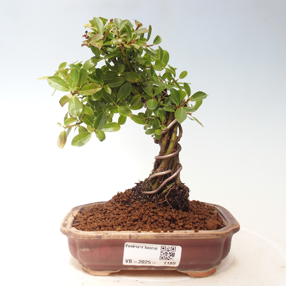 Venkovní bonsai - Salix - Vrba
