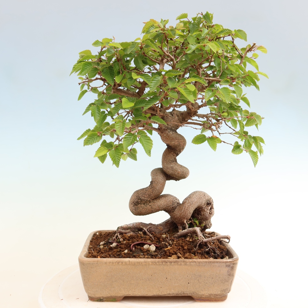 Venkovní bonsai -Carpinus coreana - Habr korejský