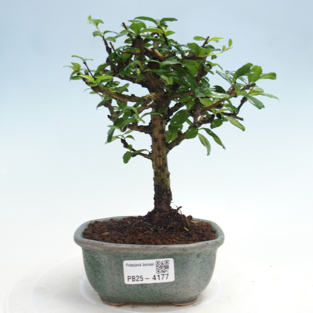 Pokojová bonsai - Carmona macrophylla - Čaj fuki