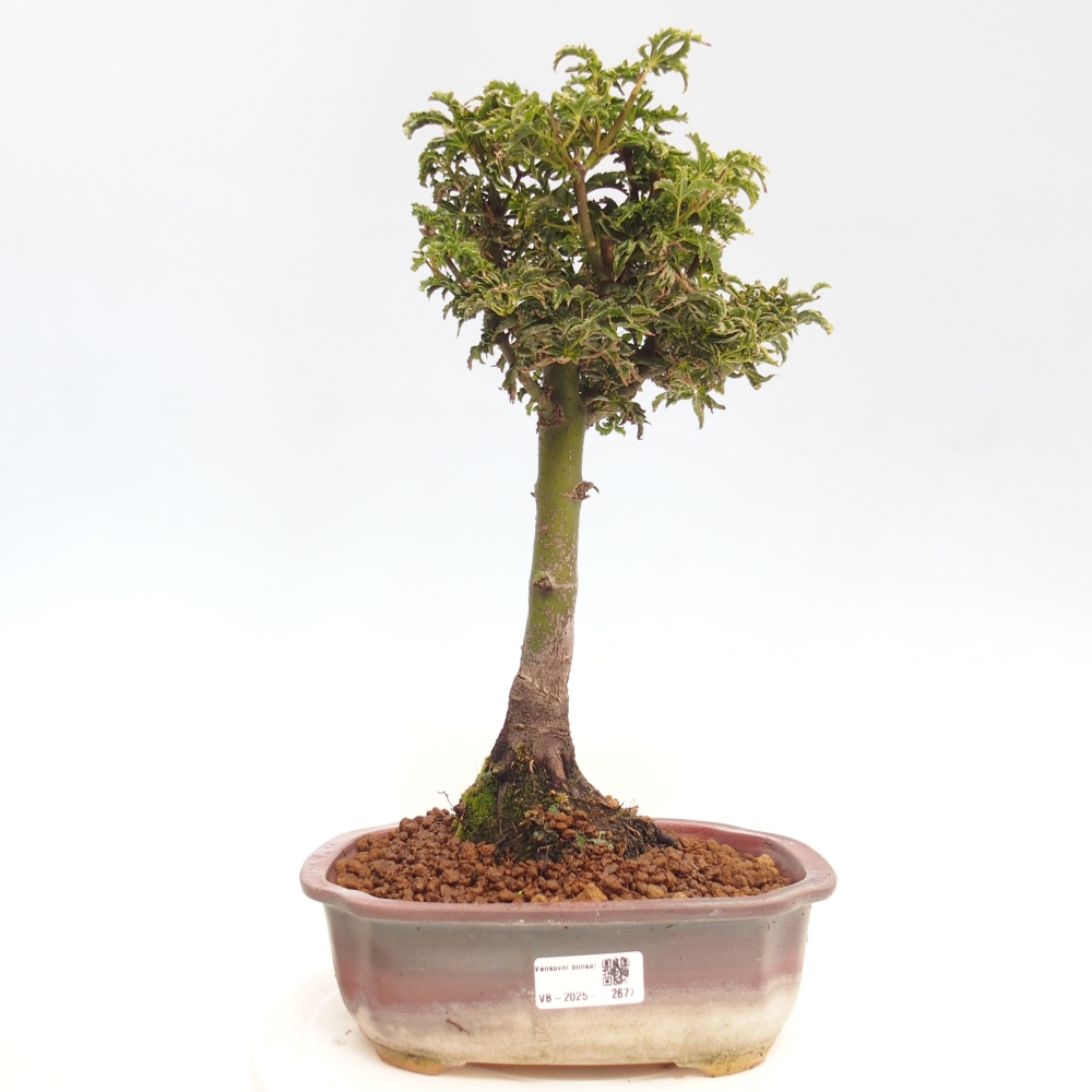 Venkovní bonsai -Javor dlanitolistý Acer palmatum Shishigashira