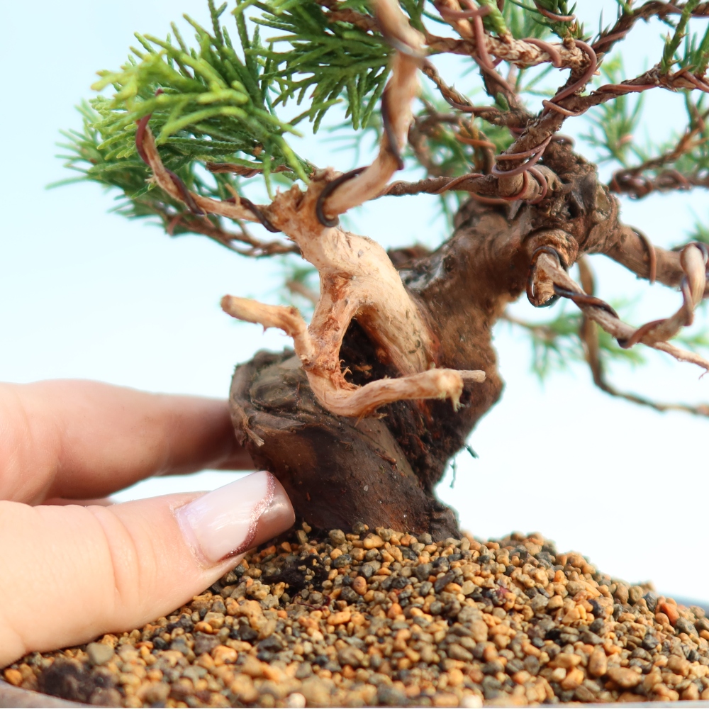 Venkovní bonsai - Juniperus chinensis Itoigawa -Jalovec čínský