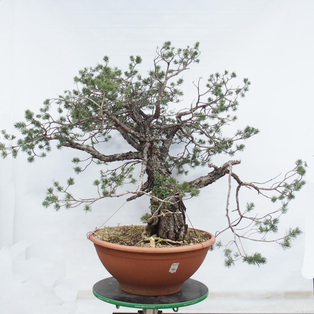 Yamadori - Pinus sylvestris Španělsko