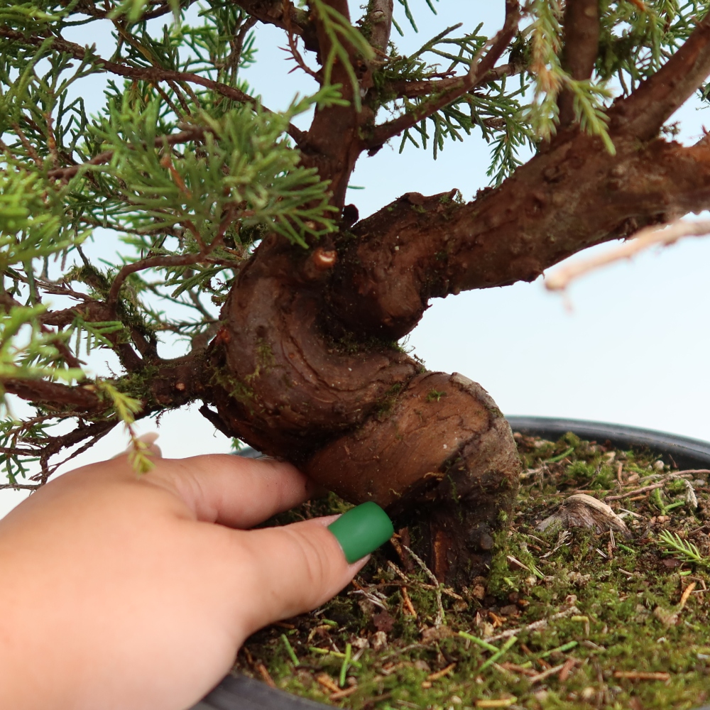 Venkovní bonsai - Juniperus chinensis Itoigawa-Jalovec čínský